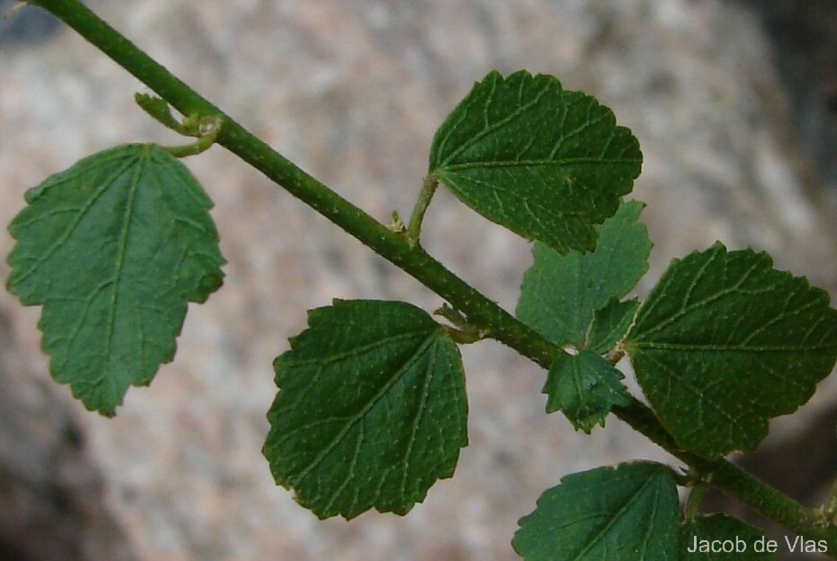 Hibiscus micranthus L.f.